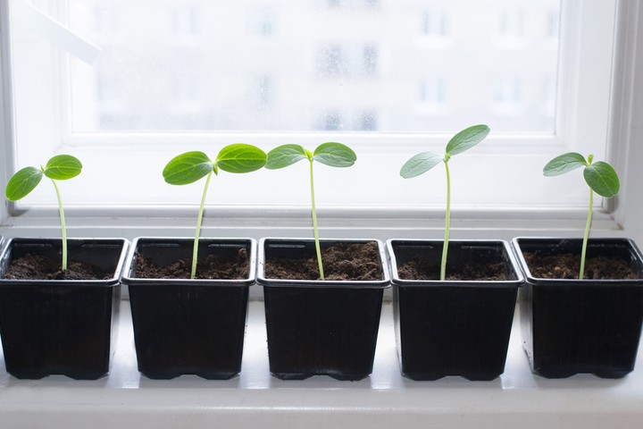 Nova zahrada - sadenie